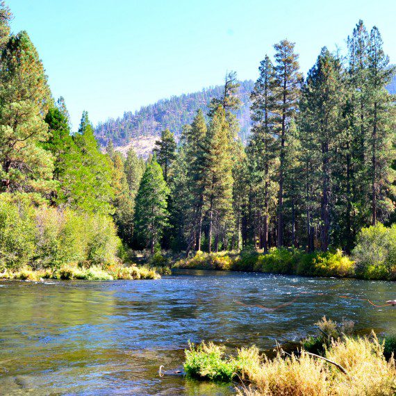 A river running through the middle of a forest.