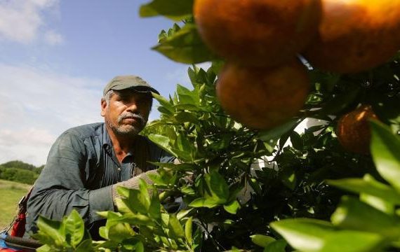 A man in a hat is picking oranges